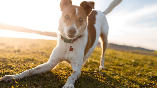 Petys: Aktive Hunde glücklich machen: Spaßige Aktivitäten für deinen Vierbeiner Banner