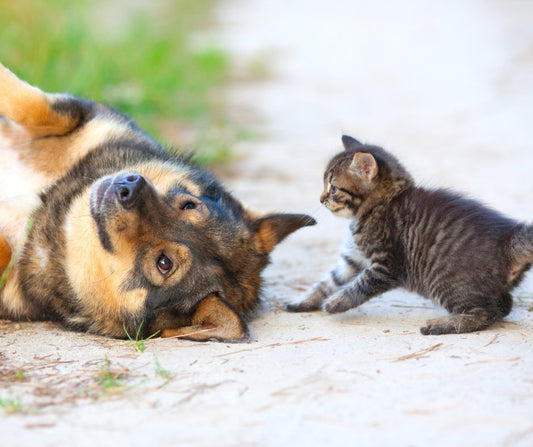Petys: Die Bedeutung des Spielens für Hunde und Katzen Banner