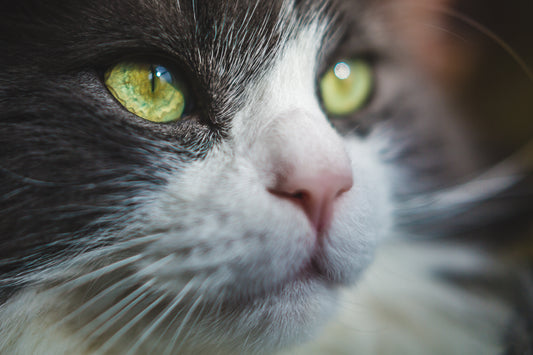 Petys: Fellpflege bei Katzen Banner
