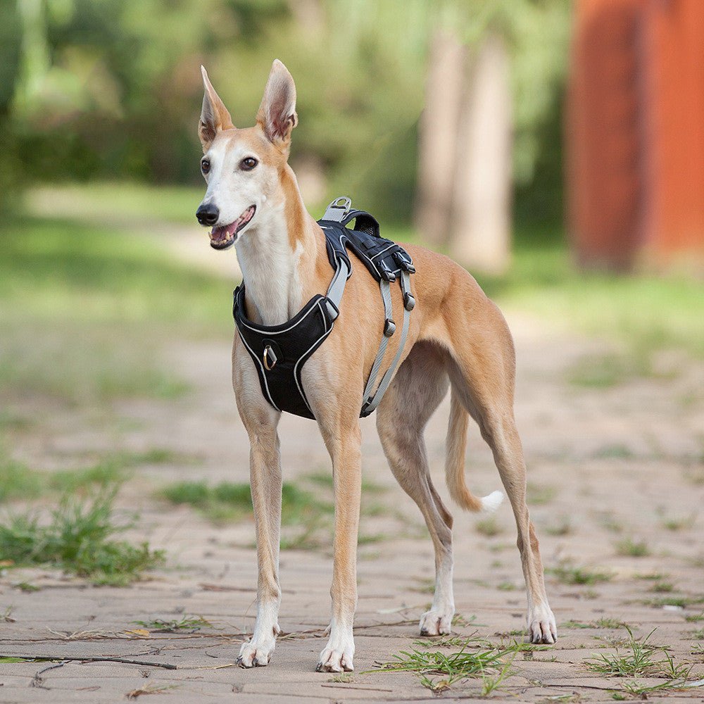 Lichtreflektierendes, atmungsaktives Sicherheitsbrustgeschirr für Hunde