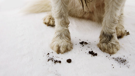 Saubere Pfoten, Glückliche Hunde: Der Automatische Pfotenreiniger in Becherform